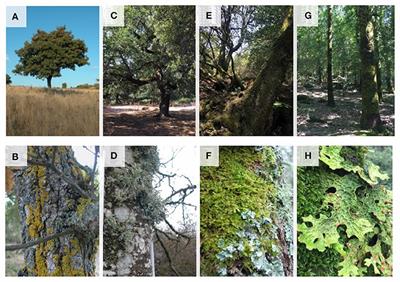 Bark Water Storage Plays Key Role for Growth of Mediterranean Epiphytic Lichens